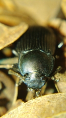 Heterotarsus