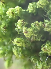 Plenogemma phyllantha