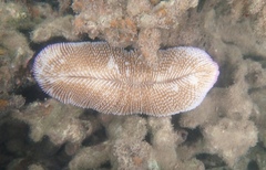 Ctenactis