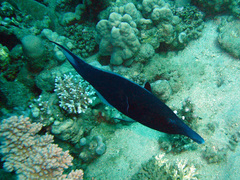 Gomphosus klunzingeri