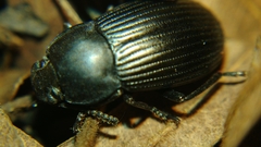 Heterotarsus