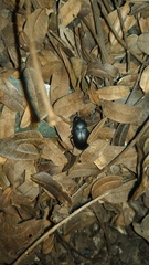 Heterotarsus