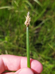 Eleocharis palustris