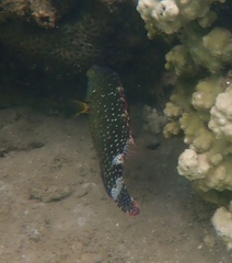 Cheilinus chlorourus