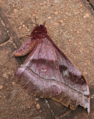 Bunaea alcinoe