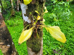 Elaphoglossum