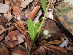 Tinospora smilacina