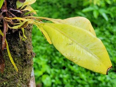 Elaphoglossum