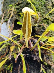 Elaphoglossum