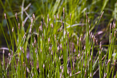 Eleocharis palustris