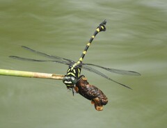 Ictinogomphus decoratus