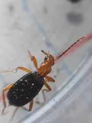 Brachinus