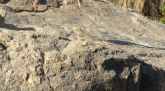 Burhinus senegalensis