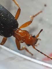 Brachinus