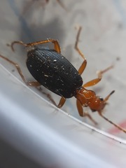 Brachinus