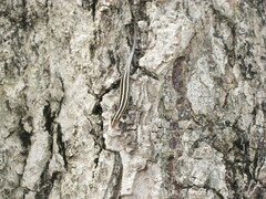 Cryptoblepharus renschi