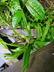 Hypolytrum longifolium