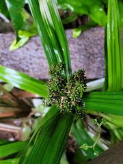Hypolytrum longifolium