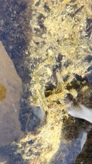 Stylocheilus striatus