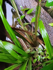 Hypolytrum longifolium