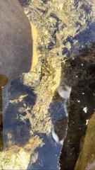 Stylocheilus striatus