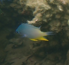 Amblyglyphidodon orbicularis