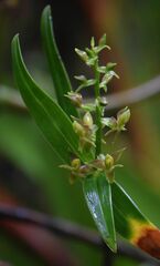 Epidendrum polyanthogastrium
