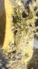 Stylocheilus striatus