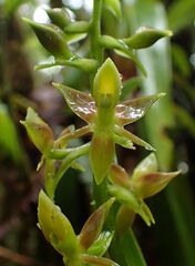 Epidendrum polyanthogastrium