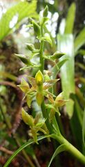 Epidendrum polyanthogastrium