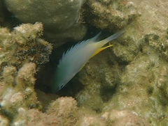 Amblyglyphidodon orbicularis