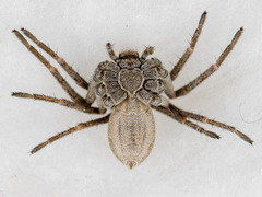 Thanatus arcticus