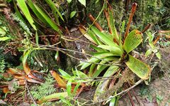 Epidendrum polyanthogastrium