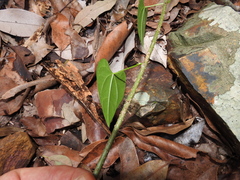 Tinospora smilacina