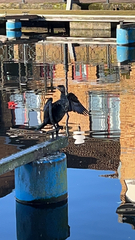 Phalacrocorax carbo