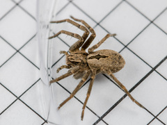 Thanatus arcticus