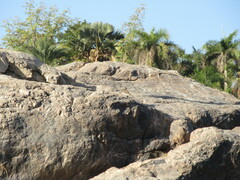 Burhinus senegalensis