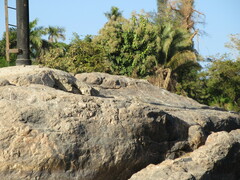 Burhinus senegalensis