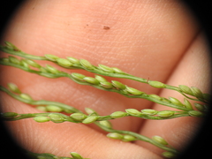 Digitaria parviflora