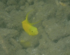 Meiacanthus oualanensis