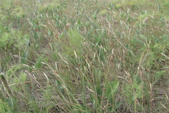 Carex tomentosa