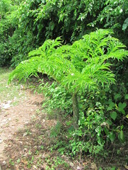 Amorphophallus