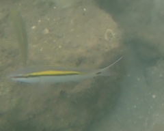 Parupeneus barberinus