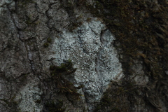 Lecanora