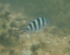 Abudefduf sexfasciatus