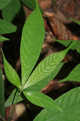 Elatostema