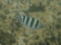 Abudefduf sexfasciatus