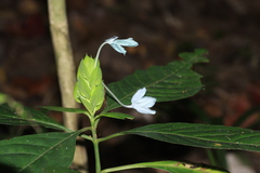 Ecbolium viride