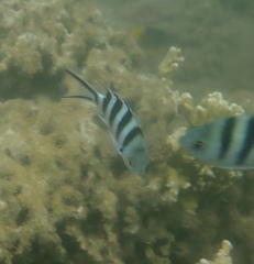 Abudefduf sexfasciatus