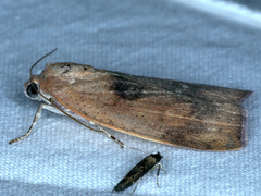 Detounda leptoplasta